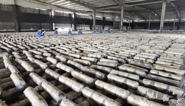 湖北省郧西县：香菇种植逐渐成为乡村振兴的主导产业