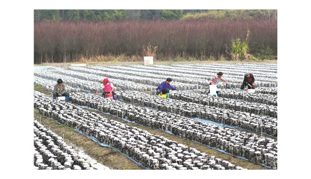 湖南省新田县：大力发展木耳种植产业 建成300亩木耳种植示范基地