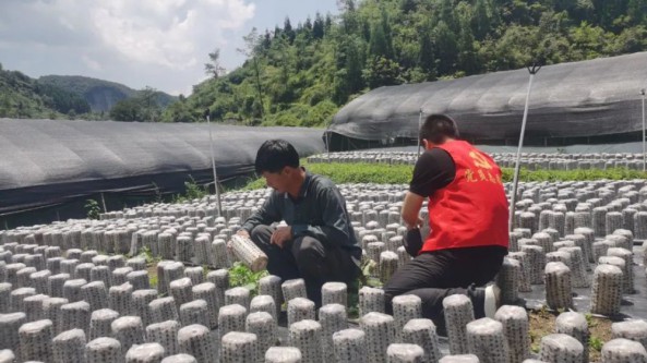贵州省织金县后寨乡：1000万棒食用菌制种基地建设忙