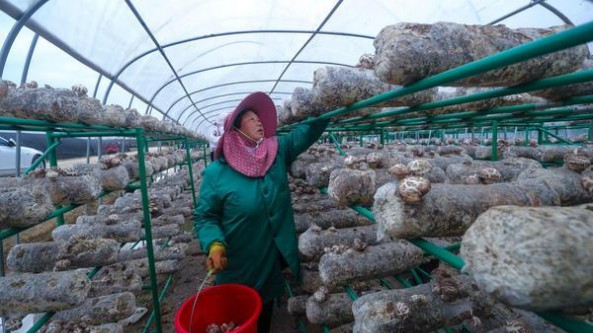 河南省光山縣：小花菇撐開(kāi)“致富傘” 吸納村民在家門口就業(yè)