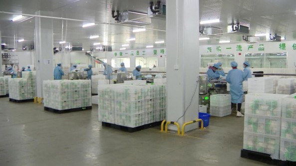 甘肅省張掖市甘州區(qū)：加快食用菌產(chǎn)業(yè)高質(zhì)量發(fā)展 持續(xù)加大政策扶持力度