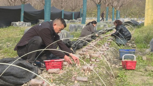 四川省成都市温江区：林下套种食用菌 撑开村民“致富伞”
