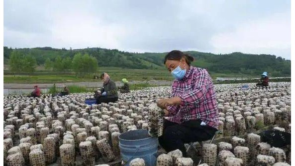 黑龙江省牡丹江市：以“六化”为目标提升食用菌产业效益 促农增收