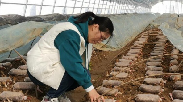 山东省科技特派员泰安市食用菌产业服务团走进新泰市 专家“地头论菌”