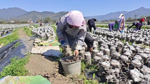 湖南省攸县：木耳采摘忙 农户日采万斤鲜木耳