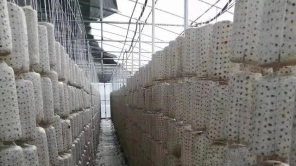 黑龍江省巴彥縣柞楓食用菌合作社：“設(shè)施農(nóng)業(yè)+高標(biāo)準(zhǔn)農(nóng)田”雙重助力 小蘑菇撐開“致富