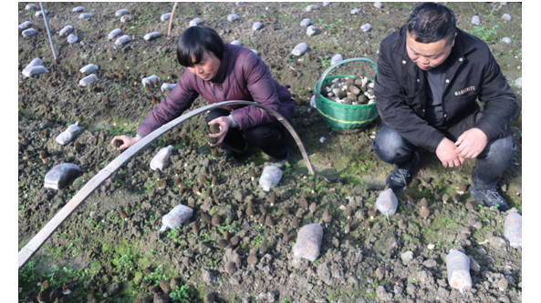 安徽省蒙城县三场雪羊肚菌种植合作社法人刘玲：小小羊肚菌撑起乡村振兴大产业