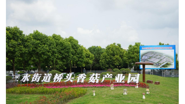 泰州市姜堰區(qū)三水街道：“小香菇”成就強(qiáng)村富民“產(chǎn)業(yè)經(jīng)”