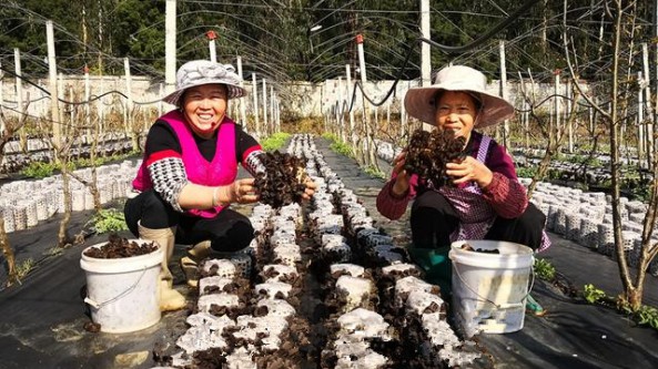 貴州省貞豐縣蘿卜寨村：500畝木耳喜迎采收 一幅鄉村振興的美好畫卷漸漸鋪開