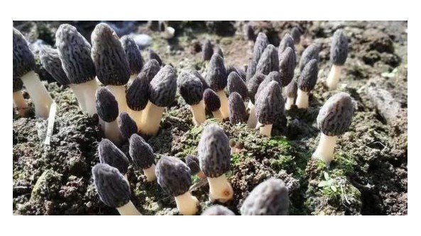 云南永善縣鵬程種植專業合作社劉漢林：回鄉創業組建合作社種植羊肚菌 助農增收