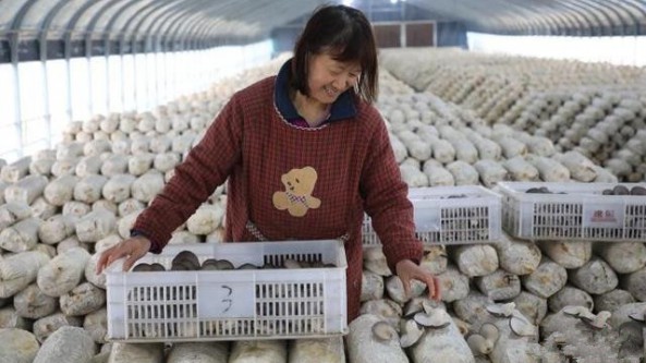 河南省延津縣：食用菌帶動村民就業 一派繁忙景象
