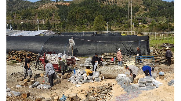湖南省通道縣：種植靈芝 讓村民能夠實現在“家門口”增收