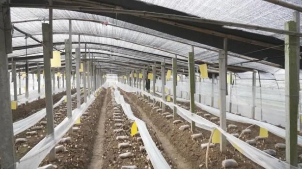 山東省成武縣：種植食用菌 昔日貧困戶變身致富帶頭人