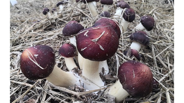 中國科學院華南植物園團隊與公司合作選育的食用菌品種“中科1號紅松茸”成功通過品種