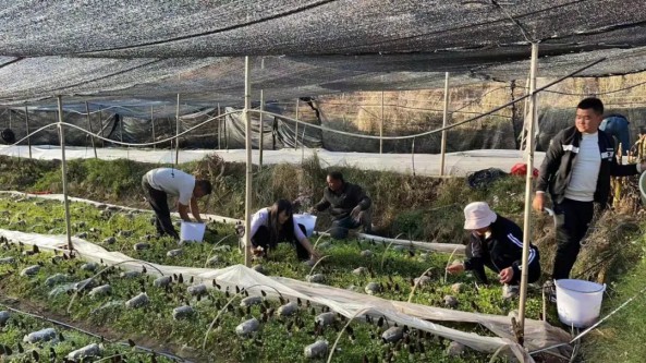 云南永勝縣魯地拉鎮：食用菌喜獲豐收 鄉村振興奠定堅實產業基礎