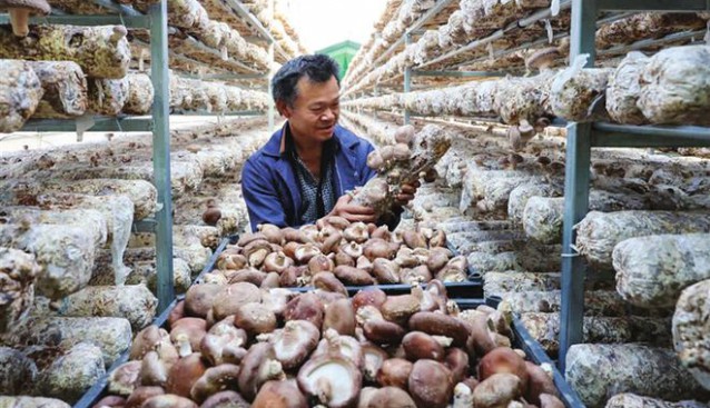 浙江省德清县：大棚香菇助增收 产值达200余万元