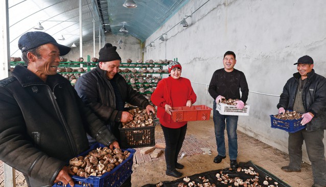 新疆阿勒泰市：大棚春意暖 香菇助增收