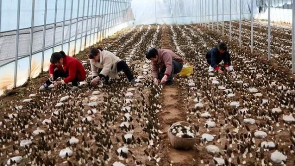 河南汝阳刘店村：返乡青年种植食用菌 带领群众增收致富