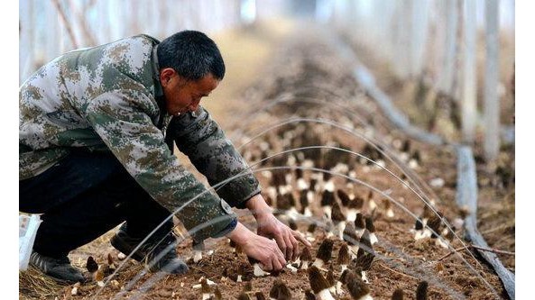 河北新河：小小羊肚菌撑起致富“伞”