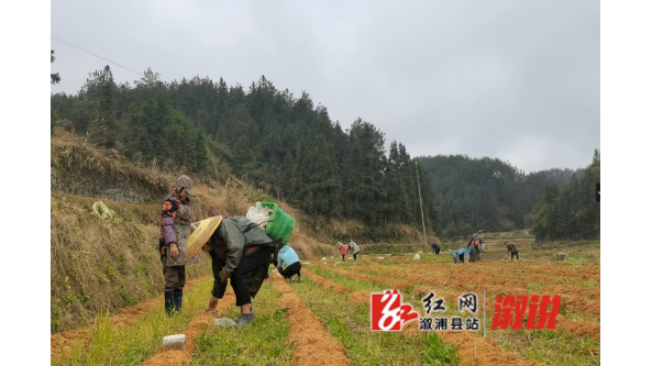 湖南省溆浦县：小小竹荪菌 敲开致富门