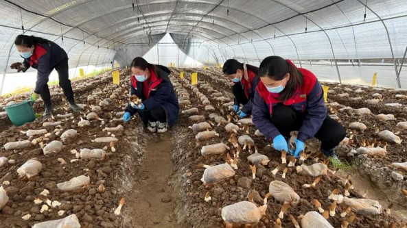 甘肃西和县：羊肚菌喜丰收 村民采摘忙