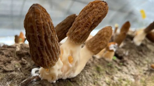 甘肅省西和縣興隆鎮康泰源種植農民專業合作社：羊肚菌喜豐收 村民采摘忙