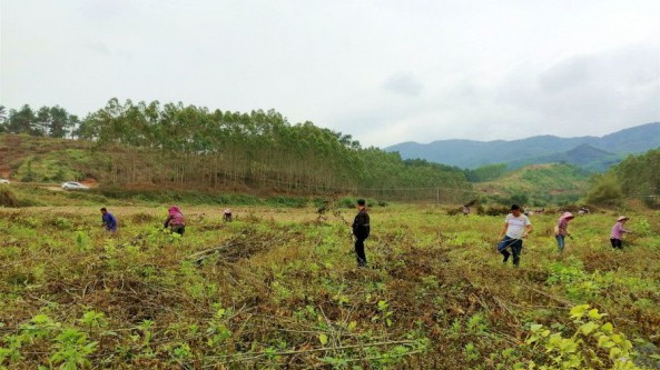 广西上思县：废弃桑树枝变食用菌培育良材