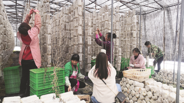 陕西勉县杨家坪村食用菌种植基地：每天发货4万袋以上 产品供不应求