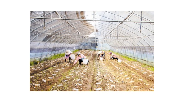 贵州省赫章县：种植羊肚菌 铺就乡村振兴路