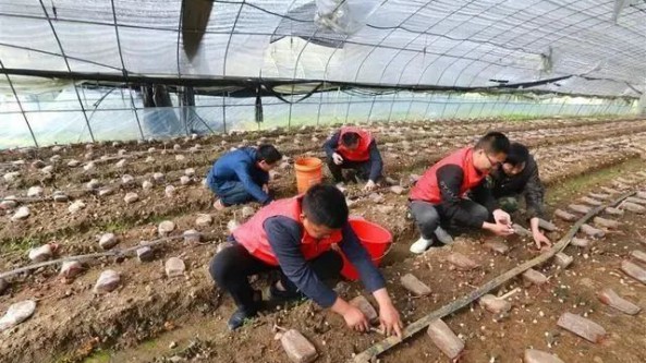 清明假不休 湖北竹山縣寶豐鎮(zhèn)曹家灣村黨員青年服務(wù)隊志愿者助農(nóng)采收羊肚菌