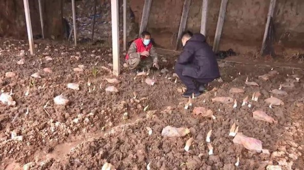 山東高密李家埠村：發揮技術優勢 種出羊肚菌
