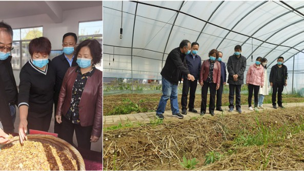 陜西咸陽市農科院召開大球蓋菇現場觀摩會
