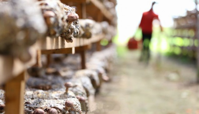 贵州省三都县：种植8万余棒香菇 丰收采收忙