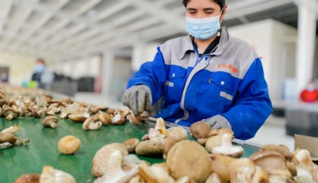 新疆洛浦县：茶树菇杏鲍菇上市 员工正加紧采摘上市销售