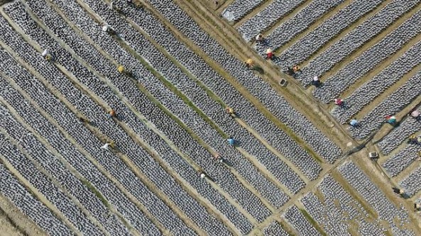 湖南省新田縣：種了木耳種水稻 土地提質又增效