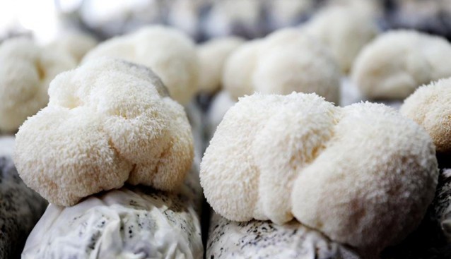 四川泸州龙马潭区：猴头菇迎来采摘季 长势喜人效益好