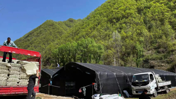 陜西柞水縣大沙河村新建木耳大棚竣工投產