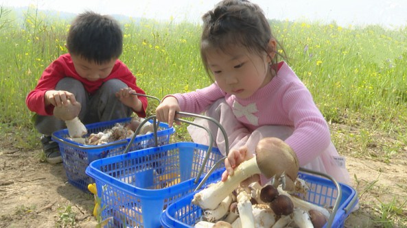 湖北谷城縣廟灘鎮(zhèn)：大球蓋菇喜獲豐收 撐起村民“致富傘”