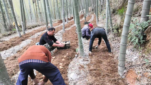 湖南省雙牌二井江村：林下竹蓀春種忙 以產業興旺為引領助力鄉村全面振興