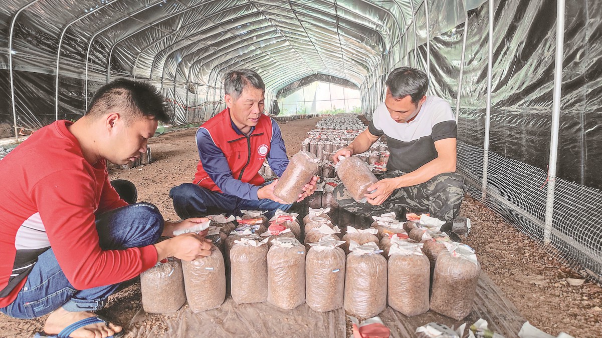 广西上思县：桑枝“长出”食用菌 延伸桑蚕产业链