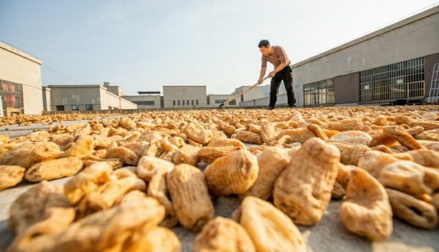 贵州毕节：7万亩天麻喜获丰收 成为当地群众主要来源
