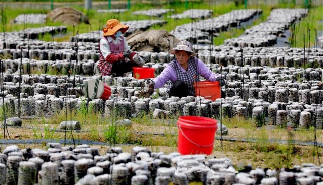 安徽省桐城市向阳村：木耳产业助民致富 助力乡村振兴