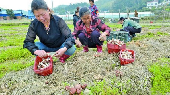 湖南湘潭縣青山橋鎮：秸稈種松茸 環保又增收