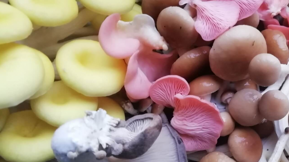 西班牙科爾多瓦省試種成功粉紅平菇