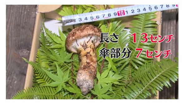 日本春天松茸每公斤100萬日元高價拍賣