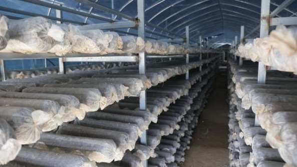 河南內鄉縣召開食用菌企業“雙改”工作現場推進會