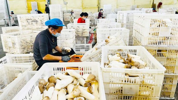四川省蓬溪縣：以龍頭企業為依托 做大做強食用菌產業鏈