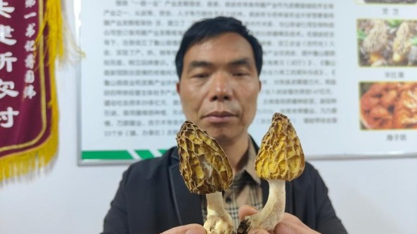 河南省魯山縣紅石崖村：發(fā)現野生羊肚菌種質 為育種起到重要推動作用