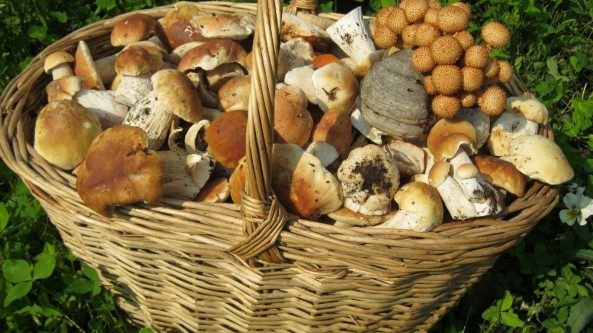 俄羅斯聯邦首次編制包含3000種蘑菇清單