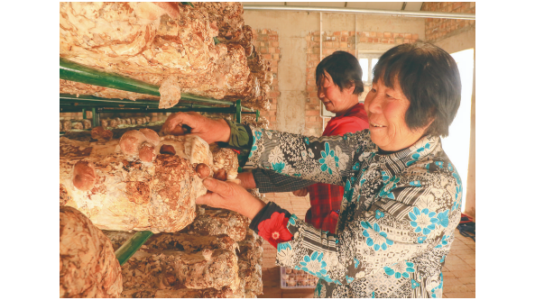宁夏固原市上黄村：小香菇带来增收新希望 成为全面实施乡村振兴“新名片”
